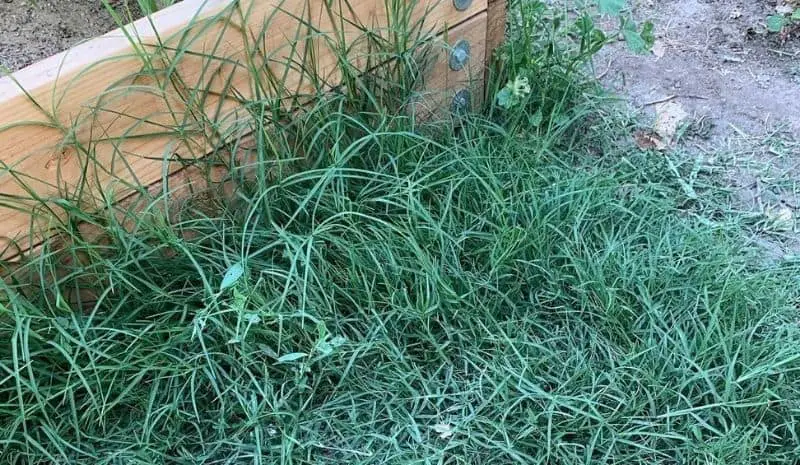 Bermuda grass growing by the fence