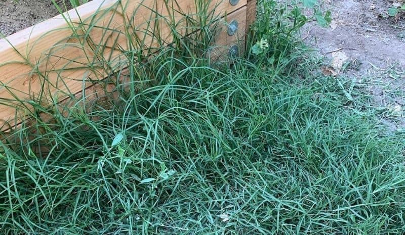 Bermuda grass growing by the fence