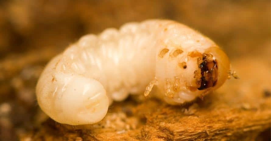 grub close up