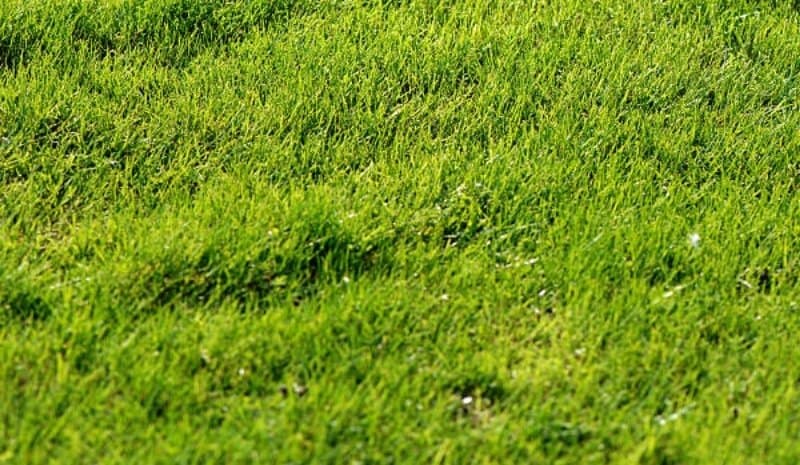 Lawn after you remove Bermuda grass