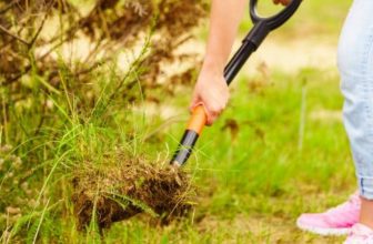 Dig up a Crabgrass bush