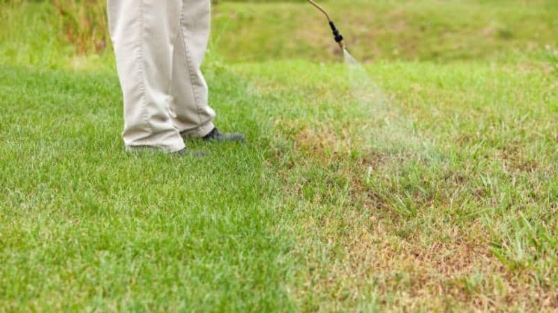 Watering the lawn against Crabgrass