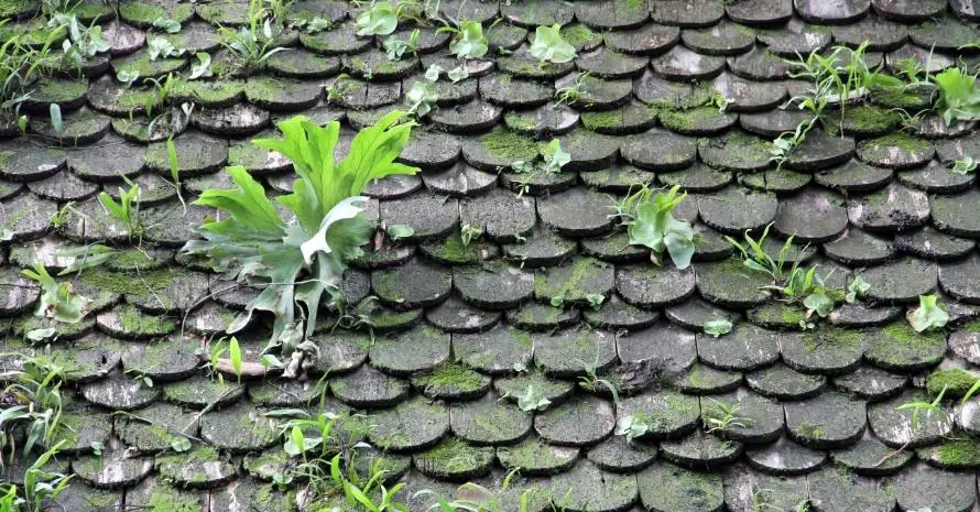 Fern Moss Roof