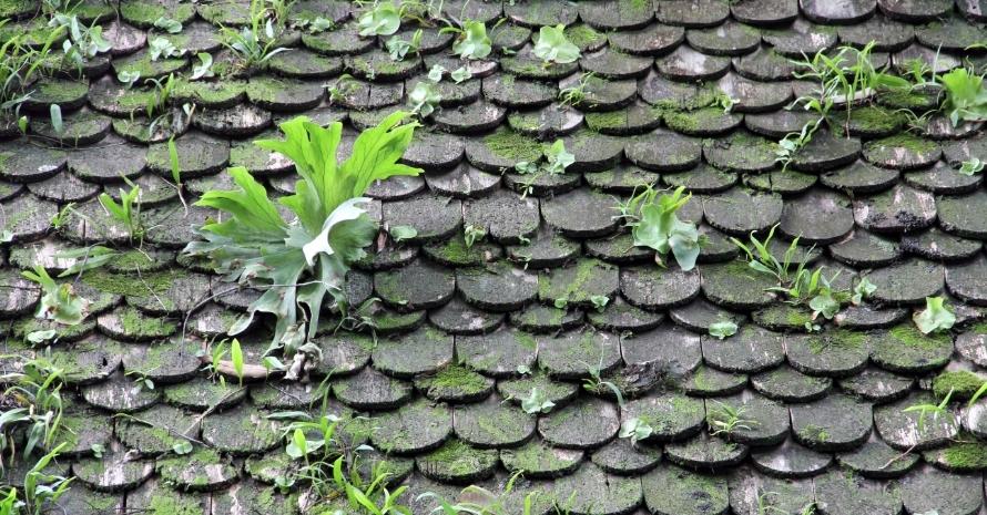 Fern Moss Roof