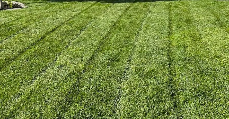 Grass after Jonathan Green Winter Lawn