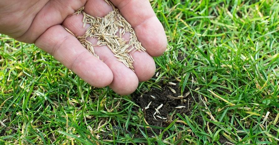 Grass seeds in hand