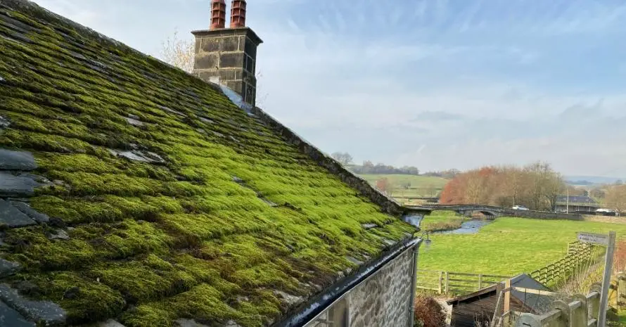 How to Remove Moss From Roof Naturally in Two Steps