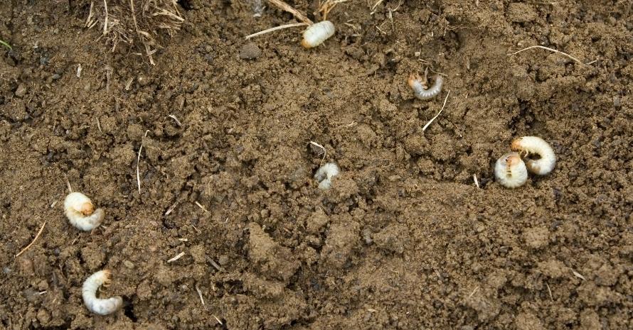 Grubs in Lawn Soil