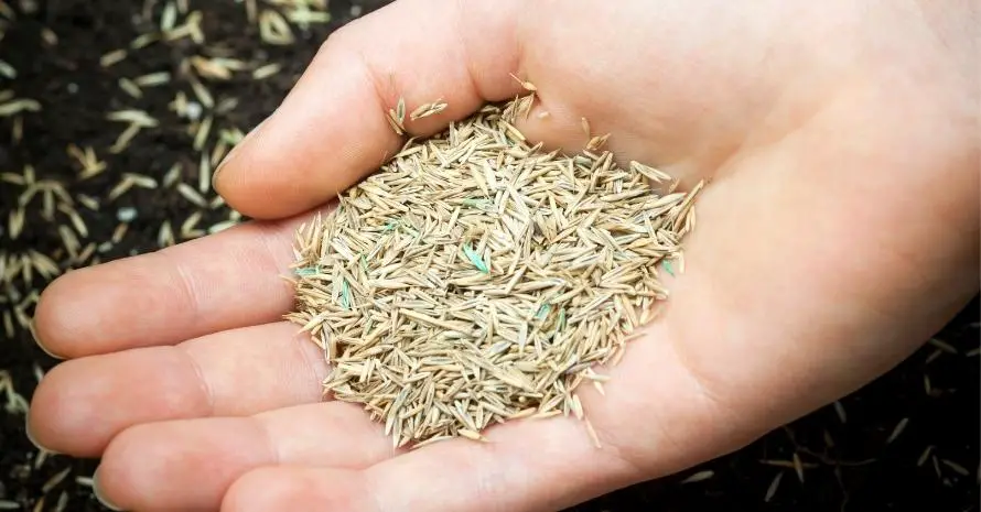 Hand Holding Grass Seed