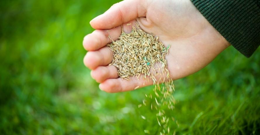 Hand Planting Grass Seeds