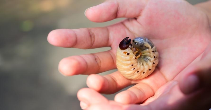 Hand holding a larval worm