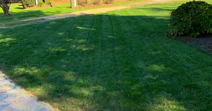 Lawn after Scotts Turf Builder