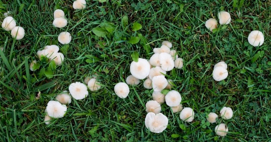 Lawn mushrooms