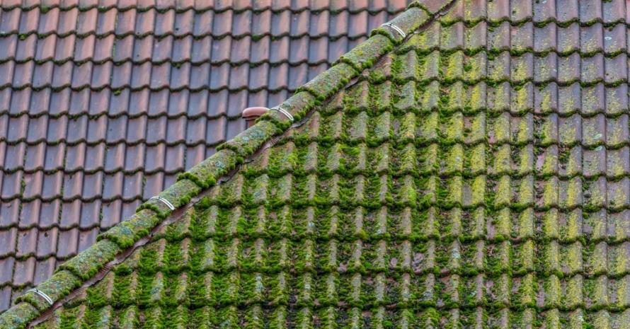 Moss on roof