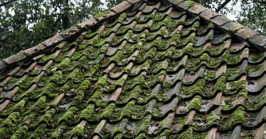 Roof with moss