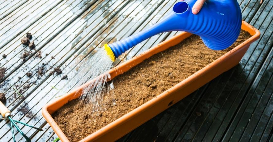 Watering seeds