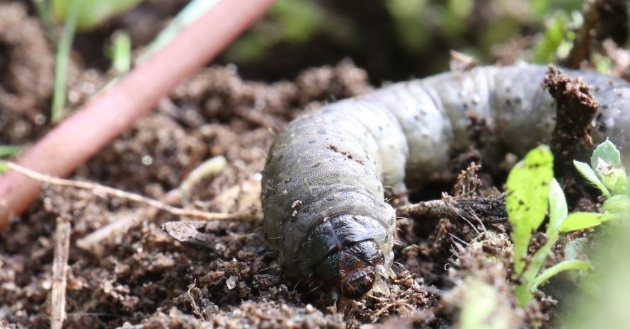 larva on the lawn