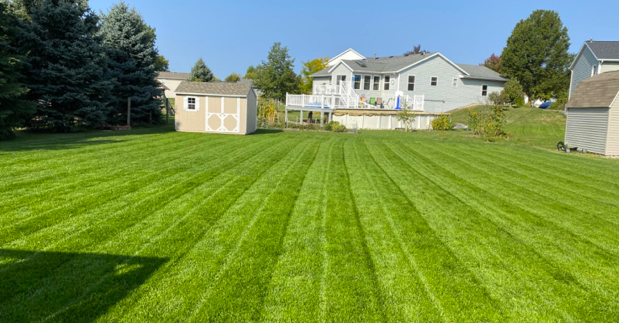 lawn after Scotts Turf Builder Starter Food