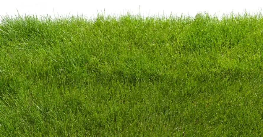 Best Starter Fertilizer for Overseeding: Everything You Need to Know