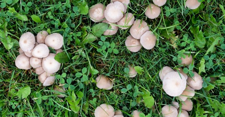 mushrooms in the grass