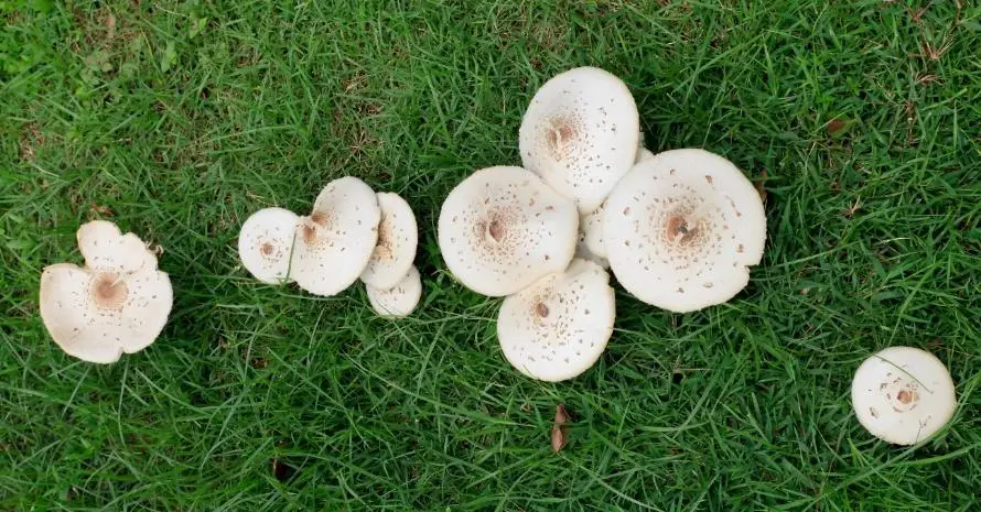 mushrooms on a lawn