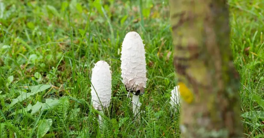 mushrooms on a soil