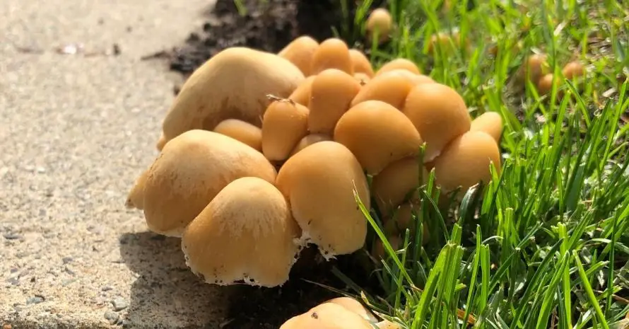 How to Get Rid of Mushrooms in the Lawn Soil (Or Should You?)