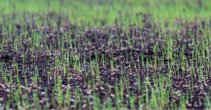 young growing grass