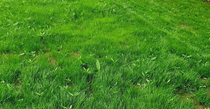 Green Grass Field