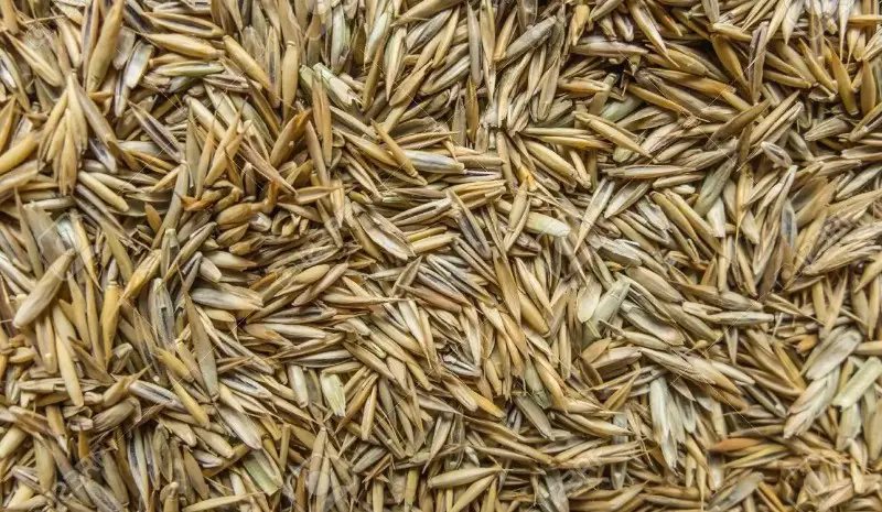 Grass Seed Type