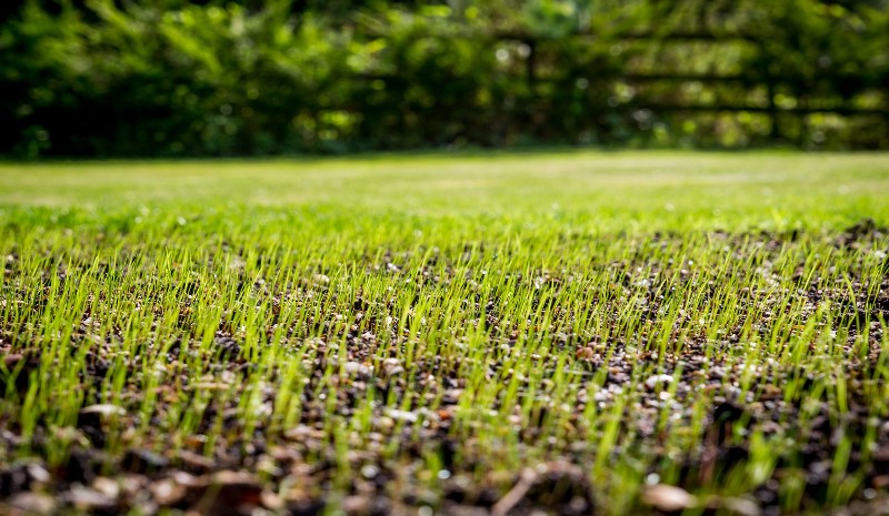 starter fertilizers help started right