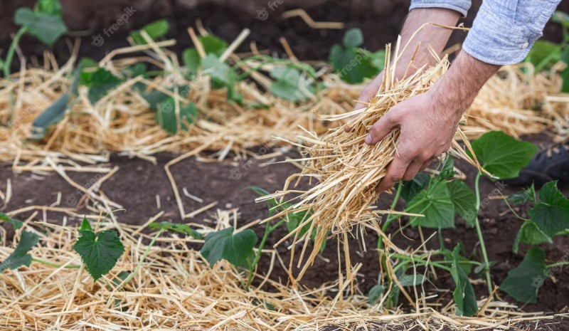 How to Mulch