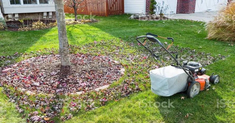 Mulching vs Bagging: Which Method is Best for Your Garden?