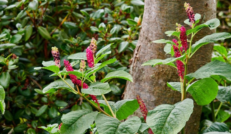 Pokeweed