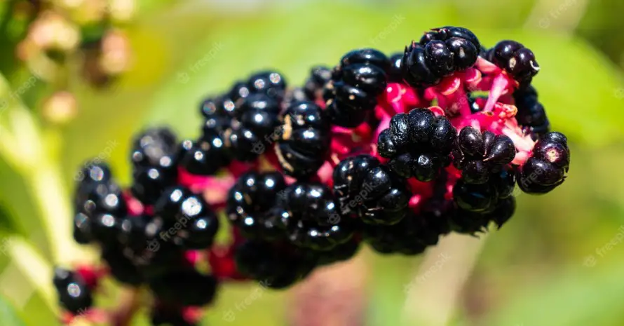Is Pokeweed Poisonous to Touch? What You Need to Know