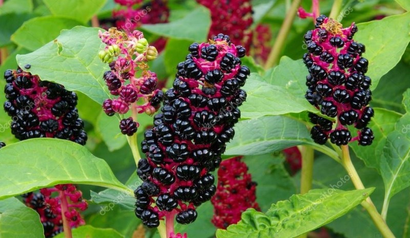 Pokeweed Poisonous to Touch